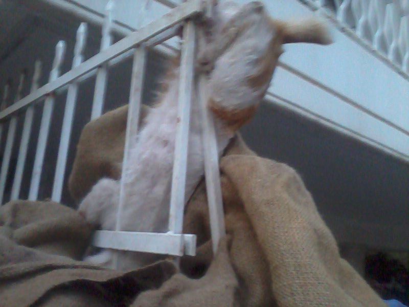 Λαμία: Γάτος καρφώθηκε σε κάγκελο μετά από πτώση!